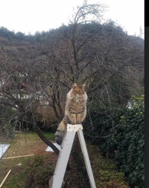 米兰体育赛事-德甲球队集成视觉与音频信息优化临场配合稳定性